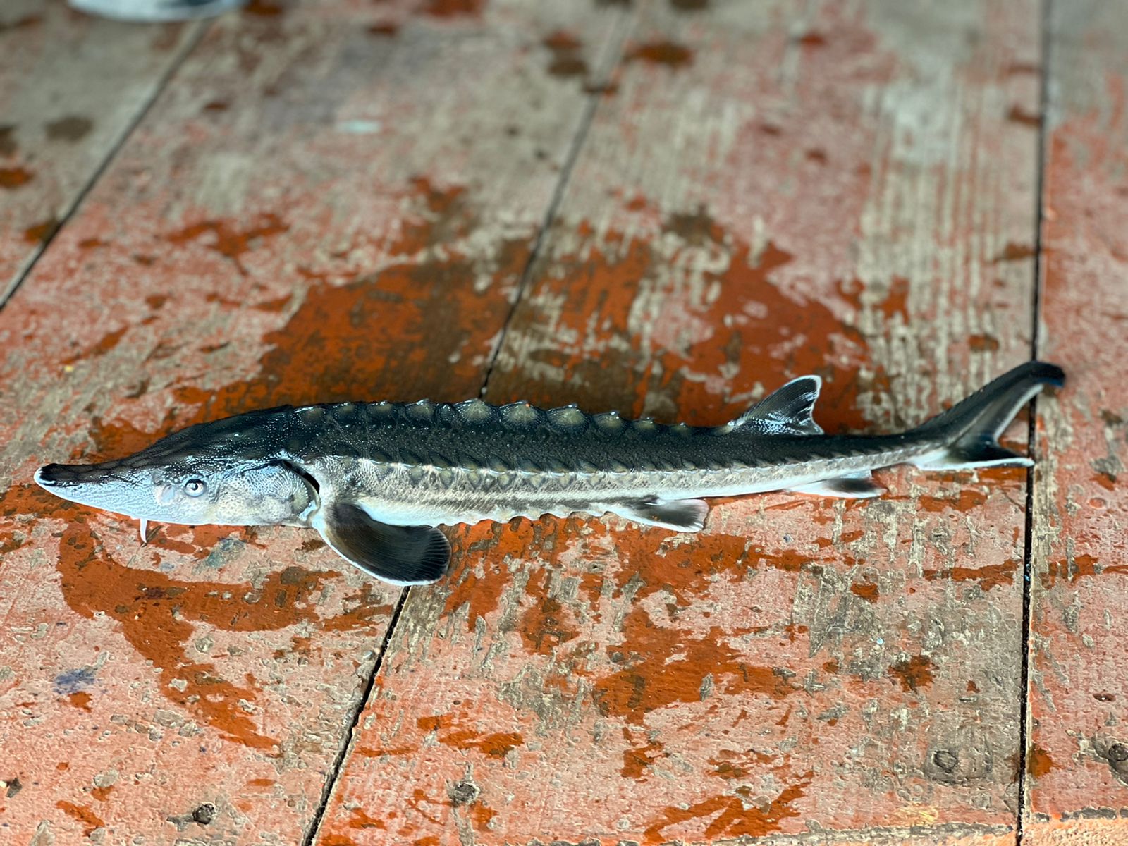 Good news about Sakhalin and Amu Darya sturgeons | WSCS
