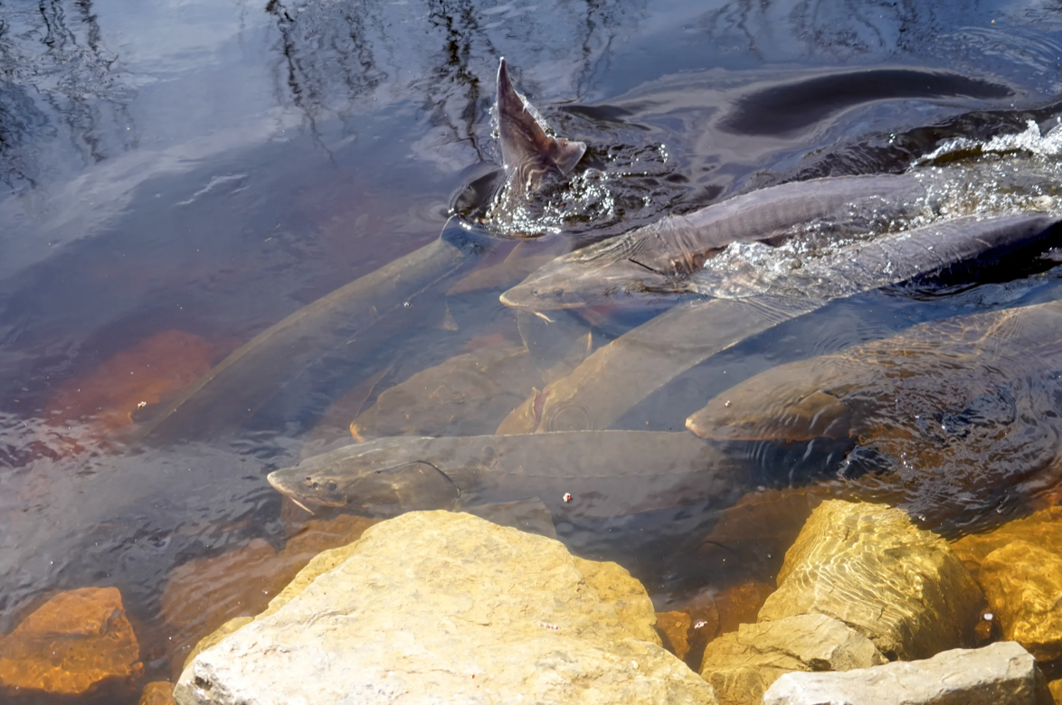 Sturgeon spawning begins on the Wolf River in Wisconsin! WSCS