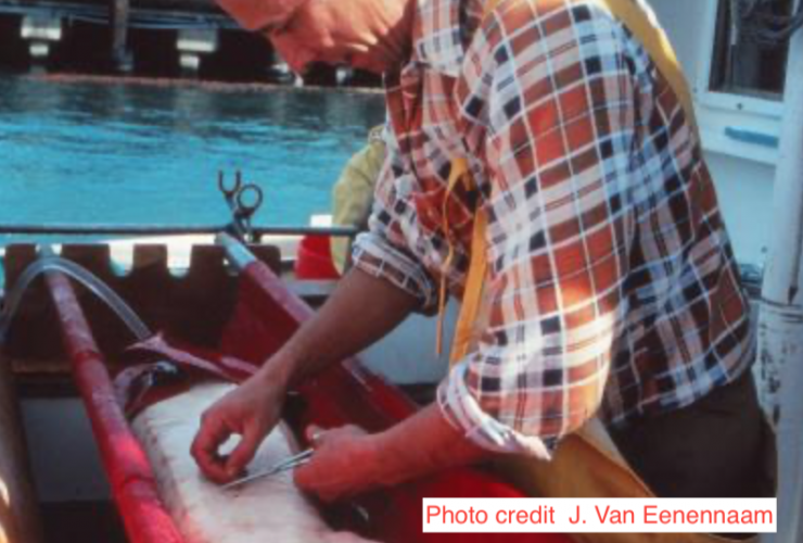 Minnesota and Wisconsin work together to catch shovelnose sturgeon poachers WSCS